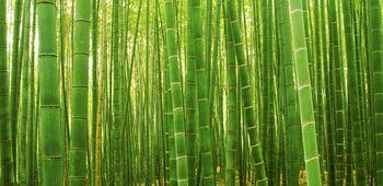 Zielone łodygi bambusa