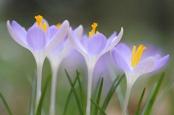 Trzy liliowe krokusy