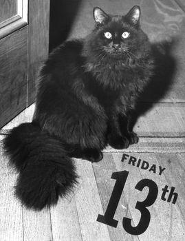 Zdjęcie pechowego czarnego kota