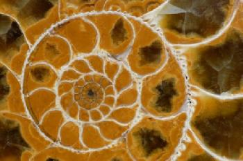 Zbliżenie skamieliny