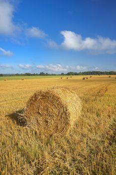 Żniwa w okolicach Darłowa