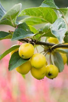 Żółte owoce na gałęzi