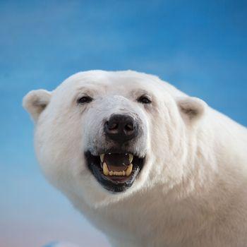 Biały niedźwiedź polarny