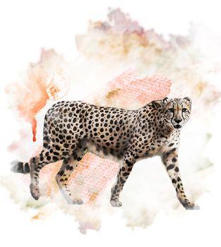 Gepard