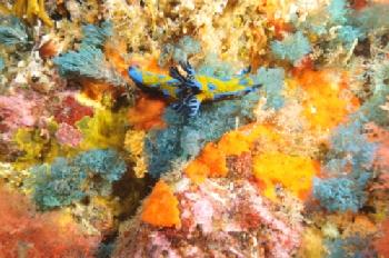 Kolorowe koralowce