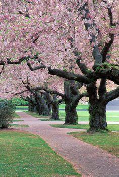 Alejka z kwitnącymi drzewami