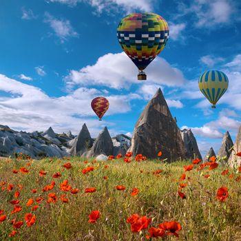 Balony nad polami czerwonych maków. Cappadocia. Turcja