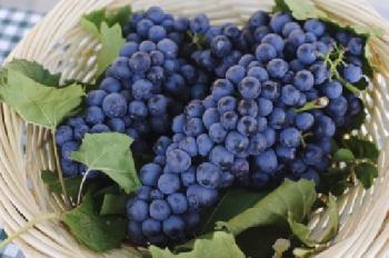 BEW1C84EA0B_EDITORIAL_HiRes