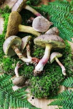 BEW1D068A24_EDITORIAL_HiRes