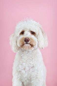 Biały pies rasy Maltańczyk na różowym tle