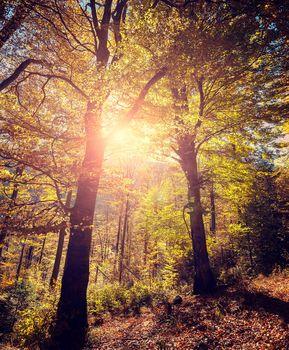 Blask słońca przechodzący przez las