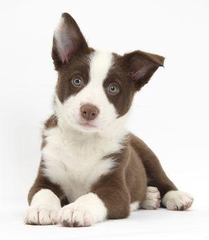 Brązowo biały pies