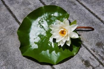 CN385A_EDITORIAL_HiRes