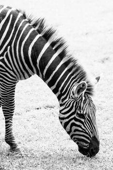 Zebra w rezerwacie