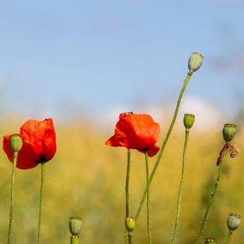 Czerwony kwiat na łące