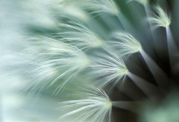 Dmuchawiec w odcieniach turkusu