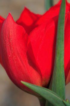 Czerwony tulipan w przybliżeniu