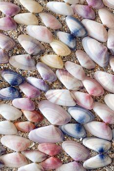 Kolorowe muszle na piasku
