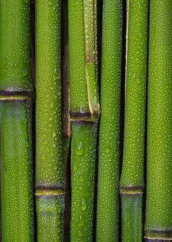 Krople spływające po łodygach bambusa