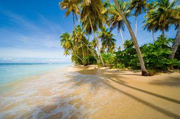 Palmy na piaszczystej plaży