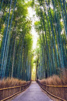 Ścieżka w bambusowym lesie