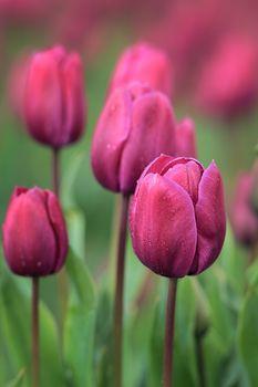 Tulipany w kolorze magenty