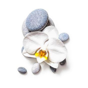 Kwiat storczyka na kamieniach
