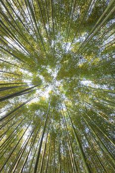 Drzewa widziane od dołu