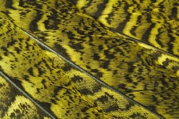 DT1CYA_EDITORIAL_HiRes