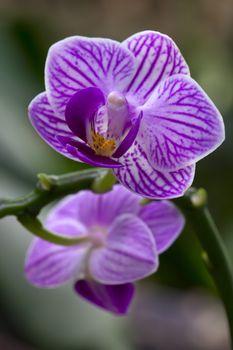 Fioletowa orchidea