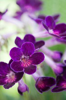 Fioletowe pierwiosnki