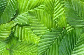 Intensywnie zielone liście