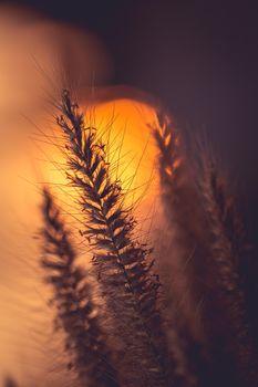 Kłosy na tle zachodu słońca