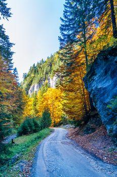 Kolorowe, jesienne drzewa w lesie