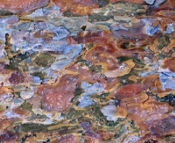 Kora sosny górskiej