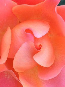 Koralowe płatki kwiatu w przybliżeniu