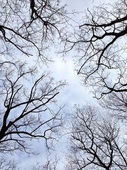 Korony drzew na tle nieba