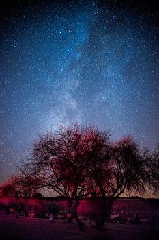 Nocne niebo z gwiazdami nad koronami drzew