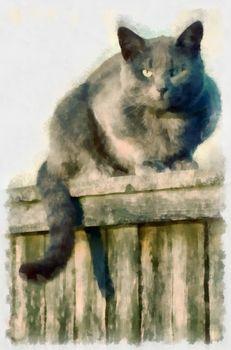 Kot siedzący na płocie