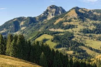 Alpejski krajobraz ze świerkami