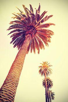 Palmy w Santa Monica, USA.