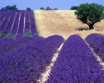 Pole kwitnącej lawendy