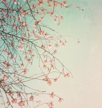 Kwitnące drzewko czereśniowe