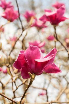 Kwitnące kwiaty na drzewie