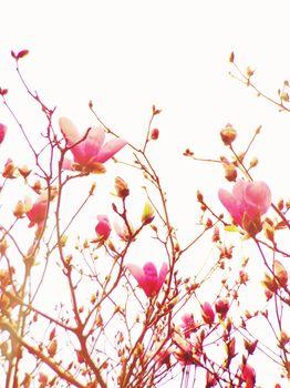 Kwitnące kwiaty w odcieniach różu