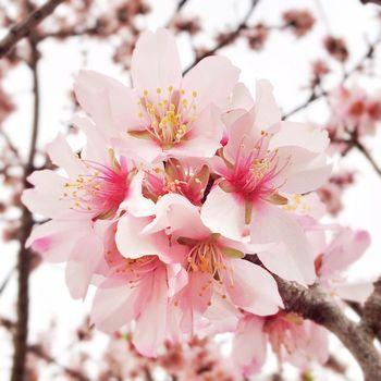 Kwitnący migdałowiec