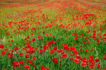 Łąka usiana czerwonymi makami
