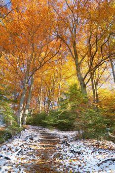 Las bukowy w jesiennej szacie