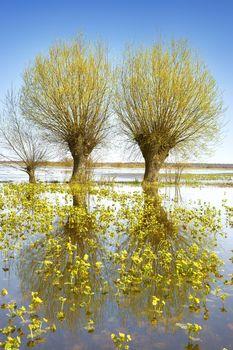 Malownicze biebrzańskie rozlewisko. Polska