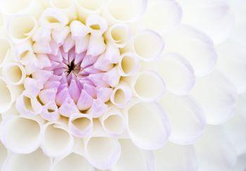 Płatki dalii w przybliżeniu